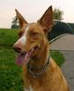 Balearen Laufhund, Britta