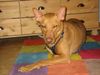 , Sandro,Podencomix aus Spanien! >>Ich glaub er ist m�de ^^