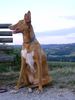 Balearen Laufhund, 13-07-05 Britta
