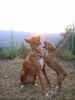 Balearen Laufhund, the rising sun