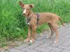 , Podenco Ibicenco R�de mit 9 Wochen