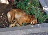 Balearen Laufhund, Siesta