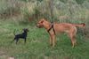 Balearen Laufhund, Mischling