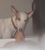 Balearen Laufhund
