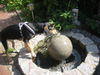 Balkanbracke, hot, hot summer - Willi 7 Monate