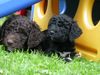Barbet, Dux und Dido vom Zulimo