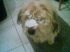 Barbet, Ein Barbet!