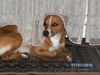 Basenji, unser Leon 