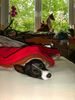Basenji, on guard and in bed