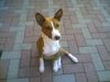 Basenji, muss wieder mal posieren