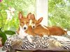 Basenji, Coco & Diri having a great time at D's