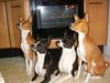 Basenji, the stove guards