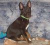 Basenji, Basenji Mix Coco