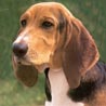 Basset Artésien-Normand