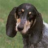 Basset Bleu de Gascogne Basset Bleu de Gascogne