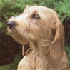 Basset Fauve de Bretagne Basset Fauve de Bretagne