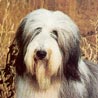 Bearded Collie Bearded Collie
