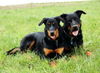 , www.beauceron-net.de