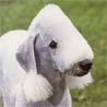 Bedlington-Terrier, Rothbury-Terrier Bedlington-Terrier, Rothbury-Terrier