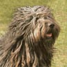 Bergamasker Hirtenhund, Bergamasco Bergamasker Hirtenhund, Bergamasco
