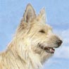 Berger Picard, Berger de Picardie Berger Picard, Berger de Picardie
