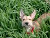 , ...hu, hu, Hier bin ich!
