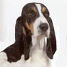 Berner Laufhund, Schwarzschecke Berner Laufhund, Schwarzschecke