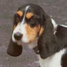 Berner Niederlaufhund Berner Niederlaufhund