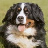 Berner Sennenhund, D�rrb�chler