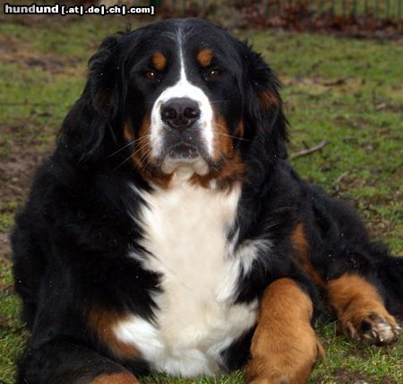Berner Sennenhund Teresa freut sich auf den Fr�hling