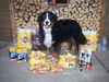 Berner Sennenhund, Balou