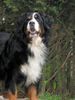 Berner Sennenhund, Cachou 15. Mai 2010 an ihrem 9. Geburtstag