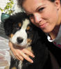Berner Sennenhund, \