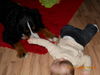 Berner Sennenhund, M�cke mit Freund
