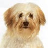 Bichon/Yorkie Bichon/Yorkie