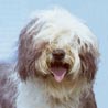 Bobtail