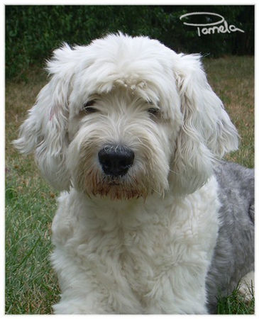 Bobtail geschorene Bobtailh�ndin