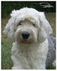 , geschorene Bobtailh�ndin