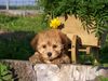, unser bijou