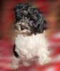 , Snoopy vom Samjr
