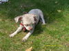 Bolonka Zwetna, Puppy ohne haare :)