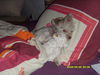 Bolonka Zwetna, Puppy schl�ft mit ihrem  Kuschelb�r