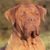 Bordeauxdogge