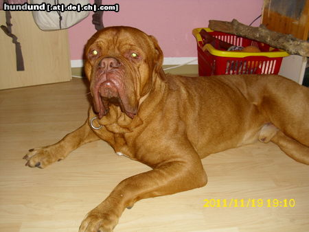 Bordeauxdogge da schaut da wieder so s�ss .....knutschkugel