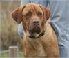 Bordeauxdogge