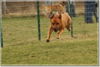 Bordeauxdogge, Flughund