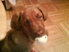 Bordeauxdogge, Romeo das Baby