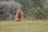 Bordeauxdogge, Ich fliege