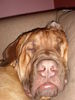 Bordeauxdogge, Faltenmonster