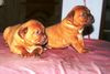 Bordeauxdogge